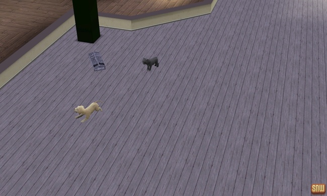 De Sims 3 Beestenbende: Oopsie-Daisy de kat