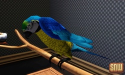 De Sims 3 Beestenbende: Vogels