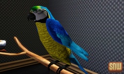 De Sims 3 Beestenbende: Vogels