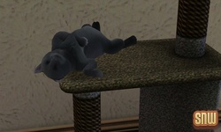 De Sims 3 Beestenbende: Oopsie-Daisy de kat is dol op de krabpaal