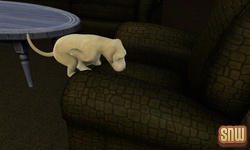De Sims 3 Beestenbende: BaBa de hond