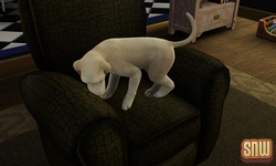 De Sims 3 Beestenbende: BaBa de hond