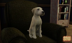 De Sims 3 Beestenbende: BaBa de hond