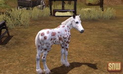 De Sims 3 Beestenbende: GooGoo het paard