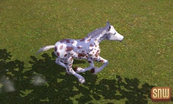 De Sims 3 Beestenbende: GooGoo het paard