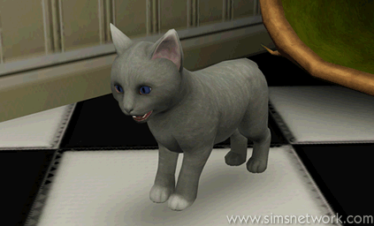 De Sims 3 Beestenbende: Oopsie-Daisy de kat aging from kitten to adult cat