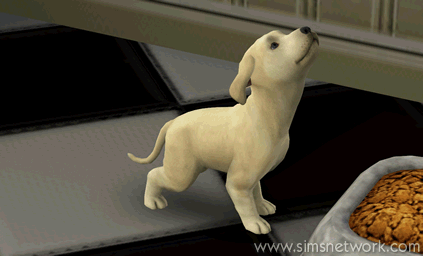 De Sims 3 Beestenbende: BaBa de hond aging from puppy to adult dog